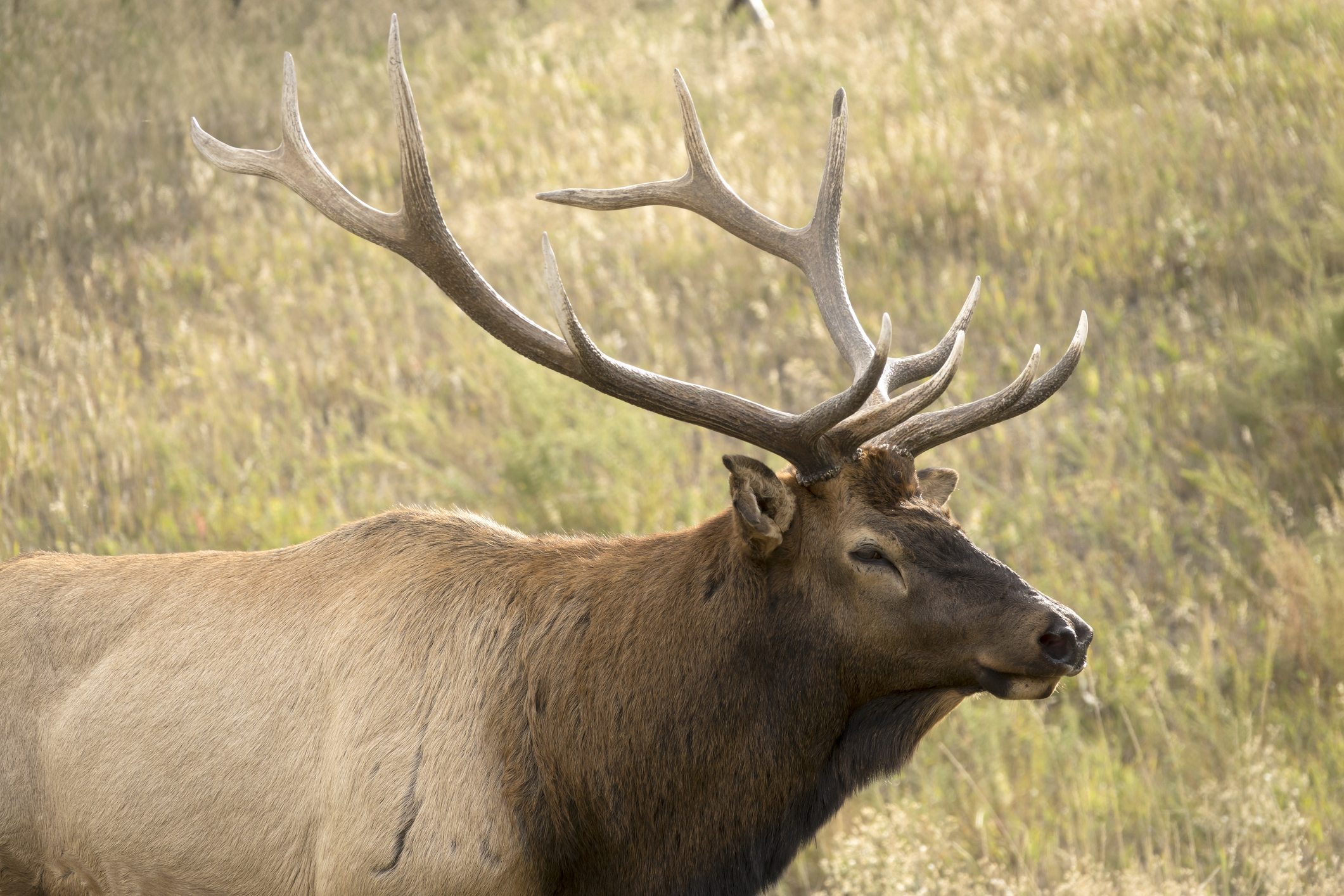 elk evergreen colorado